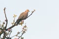 The ringdove on the blossm branches at sunrise