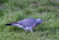 Ring dove the symbol of the year 2018