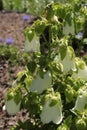 Ringed Bellflower - Campanula Hofmannii