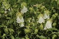 Ringed Bellflower - Campanula Hofmannii