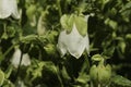 Ringed Bellflower - Campanula Hofmannii