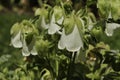 Ringed Bellflower - Campanula Hofmannii