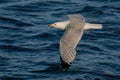 A ringed-bill seagull, Larus delawarensis, flies above Lake Michigan at Grand Haven, Michigan.