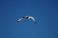 A Ringed-billGull Flying in a Blue Aky