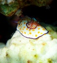 Ringed Chromodoris nudibranch Red Sea