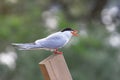 Ringed common tern Sterna hirundo trying to swallow large three-spined stickleback.