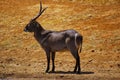 A ringed (common) waterbuck