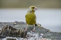 Ringed Greenfinch (Carduelis chloris) Royalty Free Stock Photo