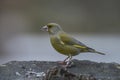 Ringed Greenfinch (Carduelis chloris)