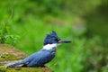 Ringed Kingfisher