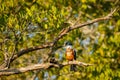 Ringed Kingfisher in bushes of lake near mexican Puerto Escondido city