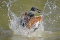 Ringed kingfisher diving