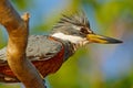 Ringed Kingfisher, Megaceryle torquata, blue and orange bird sitting on the tree branch, bird in the nature habitat, Baranco Alto,
