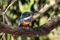 Ringed Kingfisher (Megaceryle torquata) in Brazil