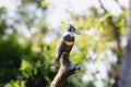 Ringed Kingfisher (Megaceryle torquata) in Brazil