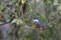 Ringed Kingfisher - Megaceryle torquata