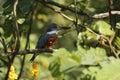 Ringed Kingfisher,Megaceryle torquata sitting on branch in its natural enviroment next to river,green vegetation and yellow flower Royalty Free Stock Photo