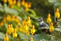 Ringed Kingfisher,Megaceryle torquata sitting on branch in its natural enviroment next to river,green vegetation and yellow flower Royalty Free Stock Photo