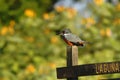 Ringed Kingfisher,Megaceryle torquata sitting on branch in its natural enviroment next to river,green vegetation and yellow flower Royalty Free Stock Photo