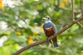 Ringed Kingfisher - Megaceryle torquata sitting on branch in natural enviroment next to river,green vegetation and yellow flower Royalty Free Stock Photo