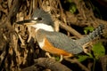 A ringed kingfisher in the Pantanal, Brazil