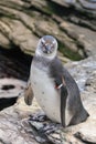 Magellanic penguin