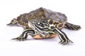 Ringed map turtle, Graptemys oculifera Royalty Free Stock Photo