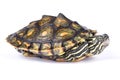 Ringed map turtle, Graptemys oculifera Royalty Free Stock Photo