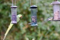 A ringed neck parakeet looking at a blue tit Royalty Free Stock Photo