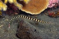 Ringed pipefish Royalty Free Stock Photo