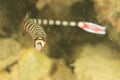 Fish - ringed pipefish