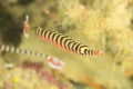 Fish - ringed pipefish