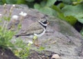 Ringed Plover Royalty Free Stock Photo