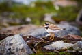 Sandregenpfeifer , Ringed plover (Charadrius hiaticula) in Norway