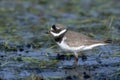 Ringed plover, Charadrius hiaticula Royalty Free Stock Photo