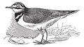 Ringed Plover or Charadrius hiaticula, vintage engraving