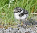 Ringed Plover chick