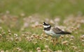 Ringed plover in pink thrift on a coastal area of Noss island, Scotland Royalty Free Stock Photo