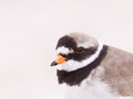 Ringed plover portrait