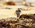 Ringed plovers on beach