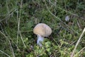 Ringed Rozites mushroom close-up in forest Royalty Free Stock Photo