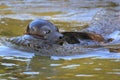 Ringed seal Royalty Free Stock Photo