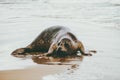 Ringed Seal funny animal on sandy sea beach