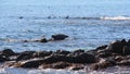 Ringed seal lies on rocky reef by Kamchatka Peninsula. Royalty Free Stock Photo