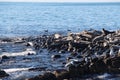 Ringed seal rookery on rocky reef by Kamchatka Peninsula. Royalty Free Stock Photo