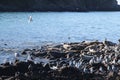 Ringed seal rookery on rocky reef by Kamchatka Peninsula. Royalty Free Stock Photo