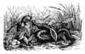 Ringed Snake, vintage illustration