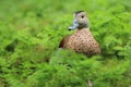 Ringed teal