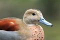 Ringed teal