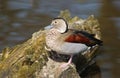 Ringed Teal